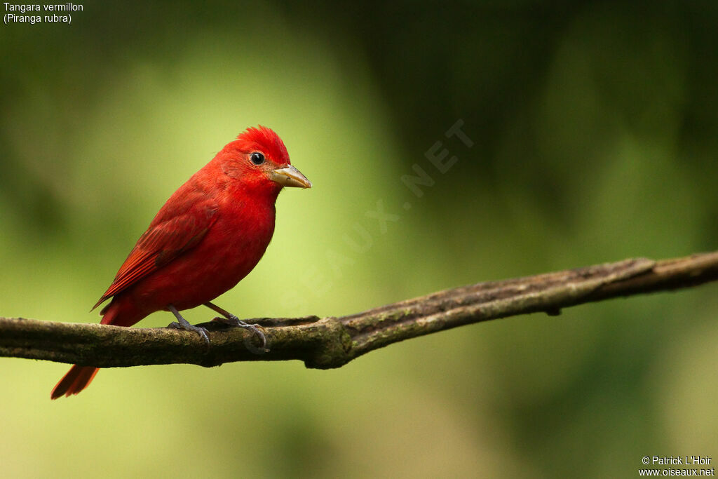 Summer Tanager male adult