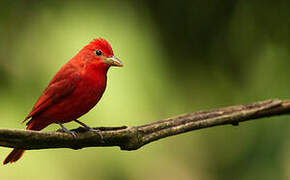 Summer Tanager