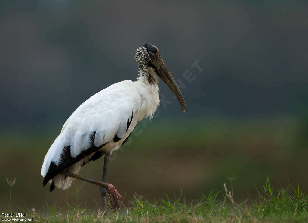 Wood Storkadult, identification