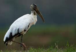 Wood Stork