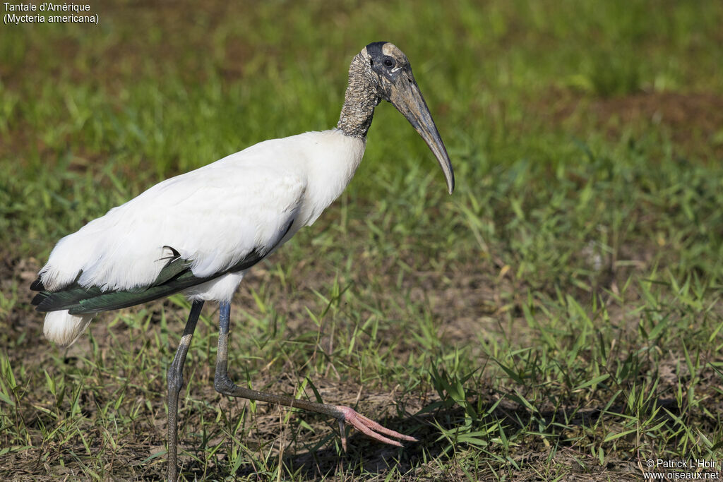 Wood Stork