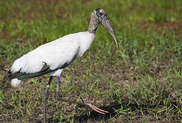 Wood Stork