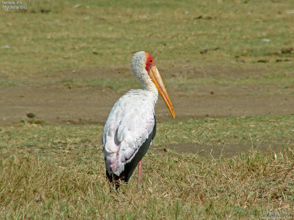 Yellow-billed Stork