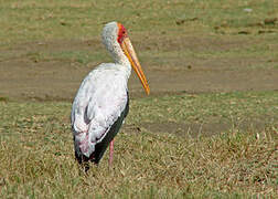 Yellow-billed Stork