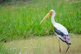 Painted Stork