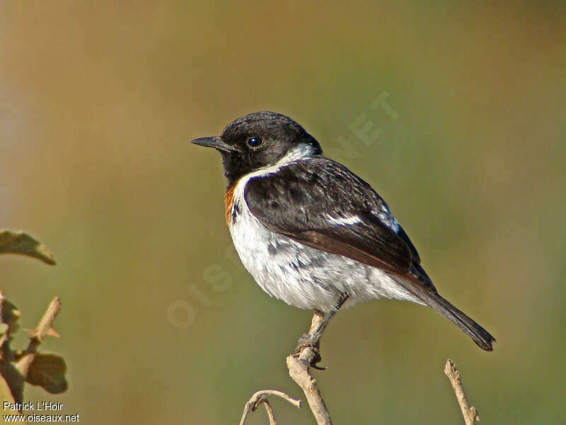 African Stonechat male adult breeding, pigmentation