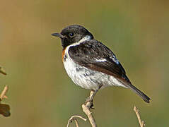 African Stonechat