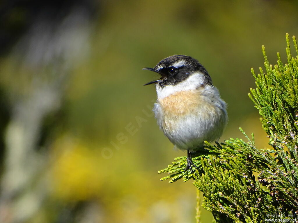 Reunion Stonechat male