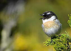 Reunion Stonechat