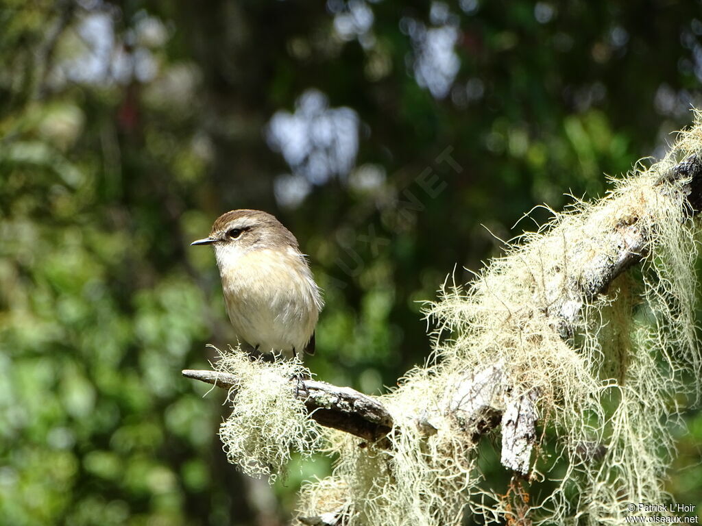 Tarier de la Réunion femelle