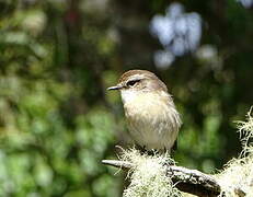 Reunion Stonechat