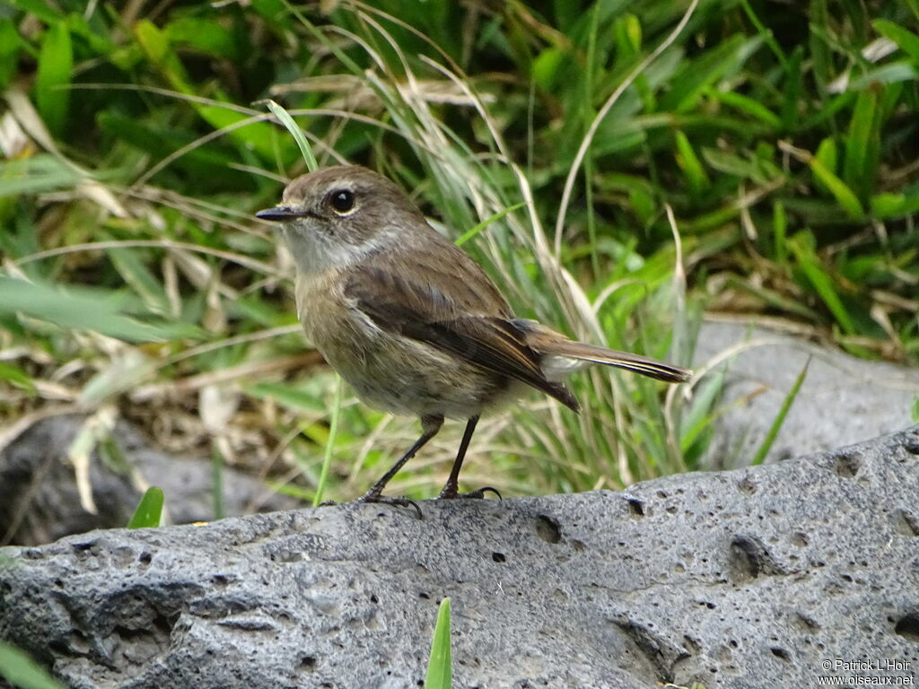 Tarier de la Réunion femelle