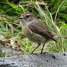 Tarier de la Réunion