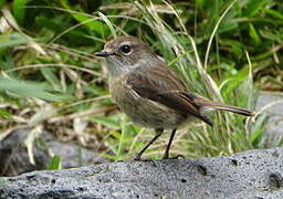 Reunion Stonechat