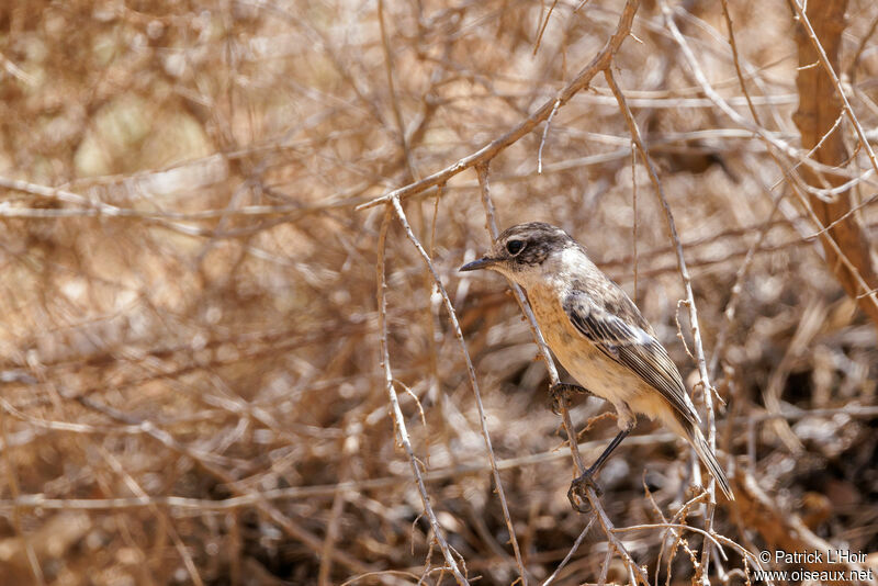 Canary Islands Stonechat