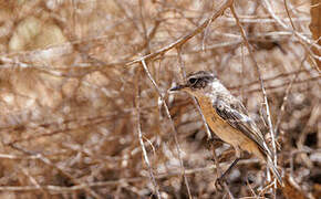 Canary Islands Stonechat