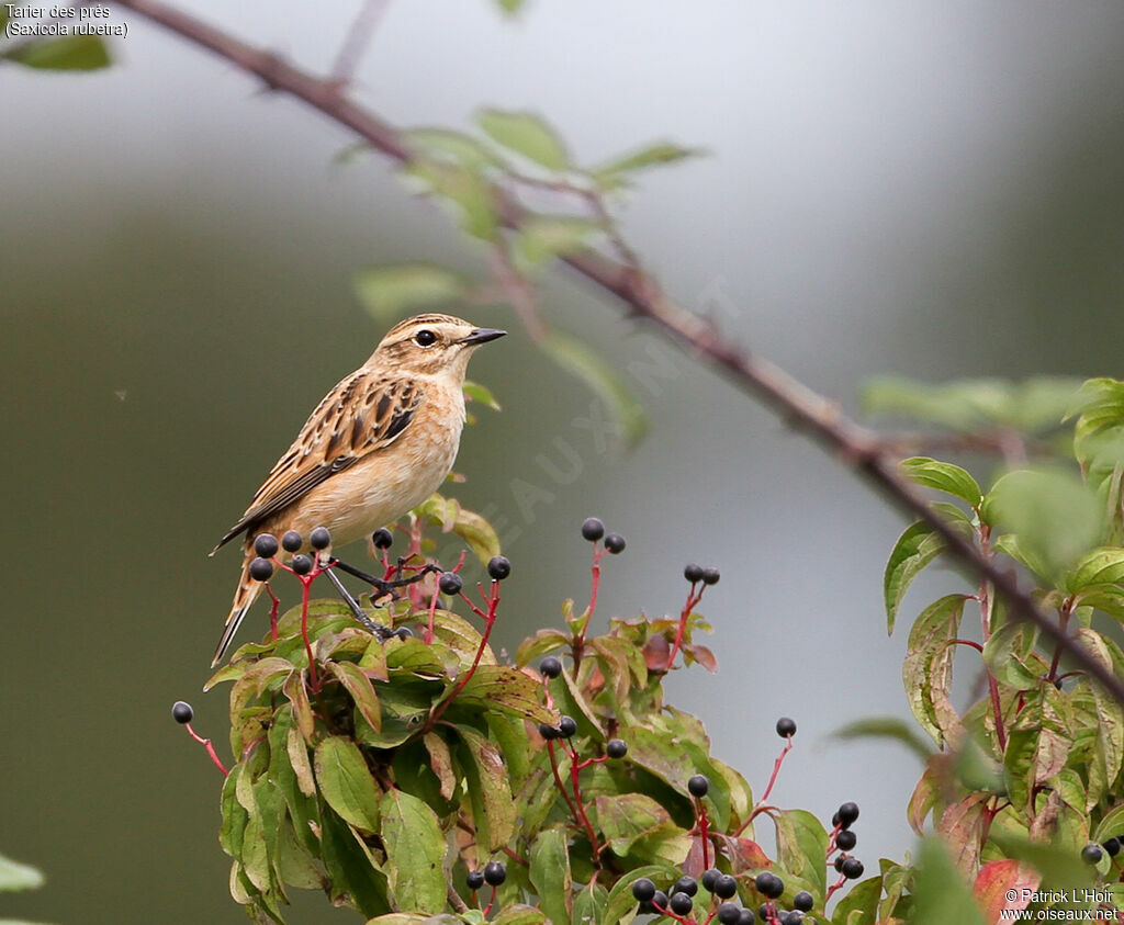 Whinchat