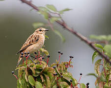 Whinchat