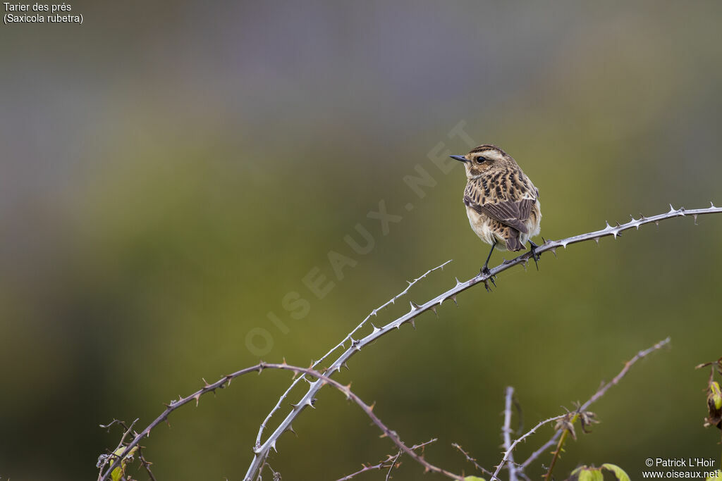 Whinchat female adult, close-up portrait