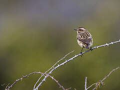 Whinchat