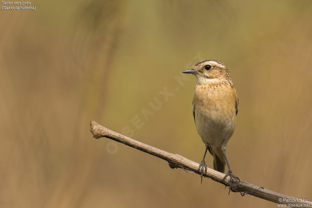 Whinchatadult post breeding, identification