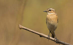 Whinchat