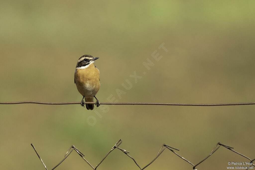 Whinchat male adult