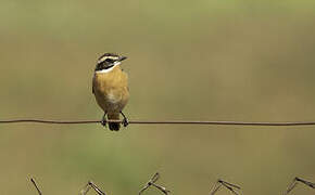 Whinchat