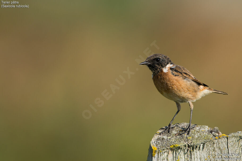 European Stonechat male adult