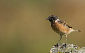 European Stonechat