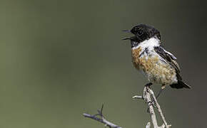 European Stonechat