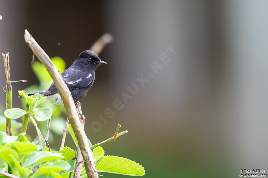 Pied Bush Chat male adult