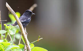 Pied Bush Chat