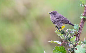 Pied Bush Chat