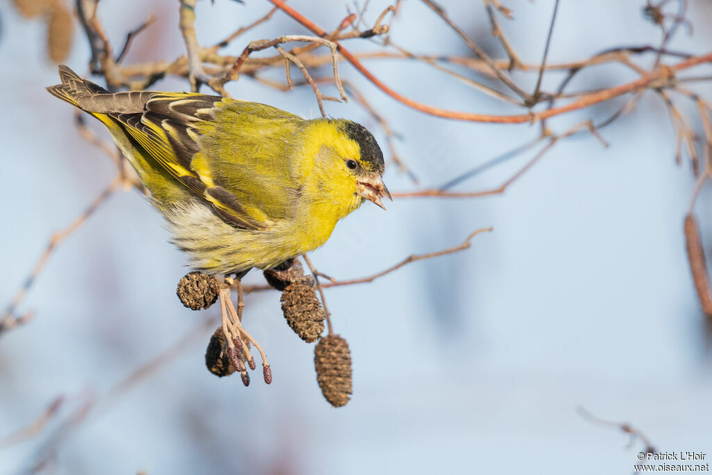 Eurasian Siskin male adult post breeding