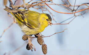 Eurasian Siskin