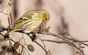 Eurasian Siskin