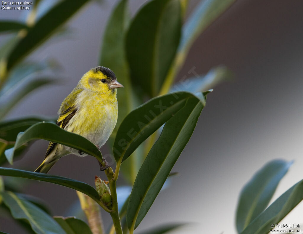 Eurasian Siskin male adult post breeding