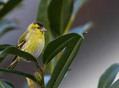 Eurasian Siskin