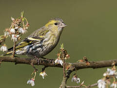 Eurasian Siskin