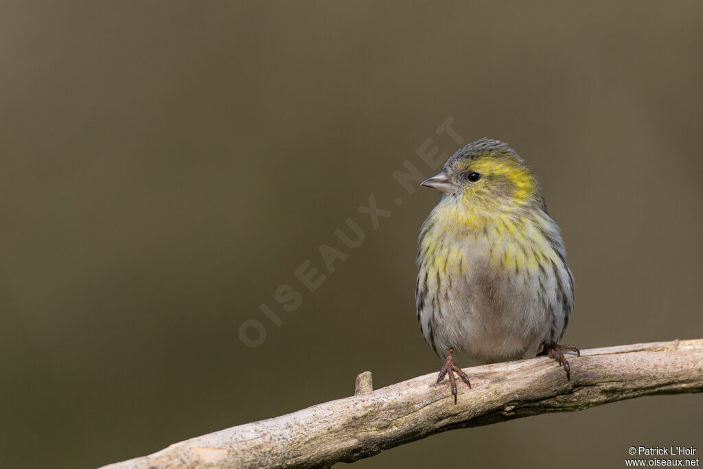 Eurasian Siskin female adult post breeding