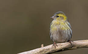 Eurasian Siskin