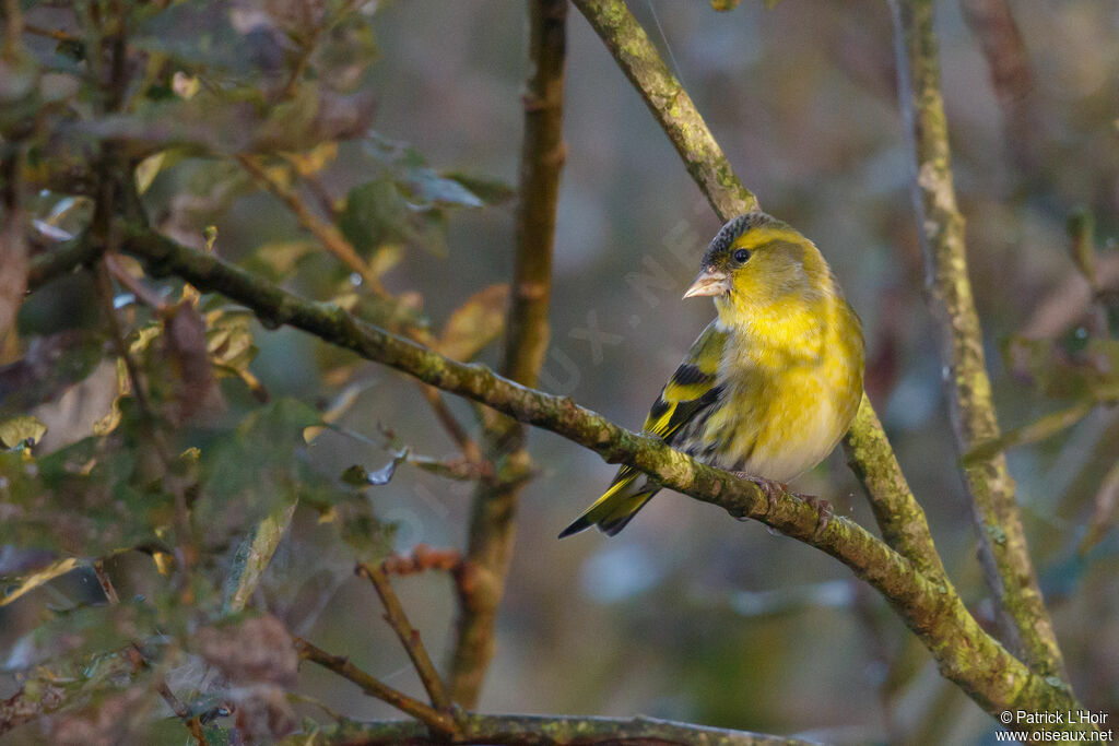 Eurasian Siskin male adult