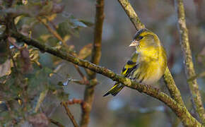 Eurasian Siskin