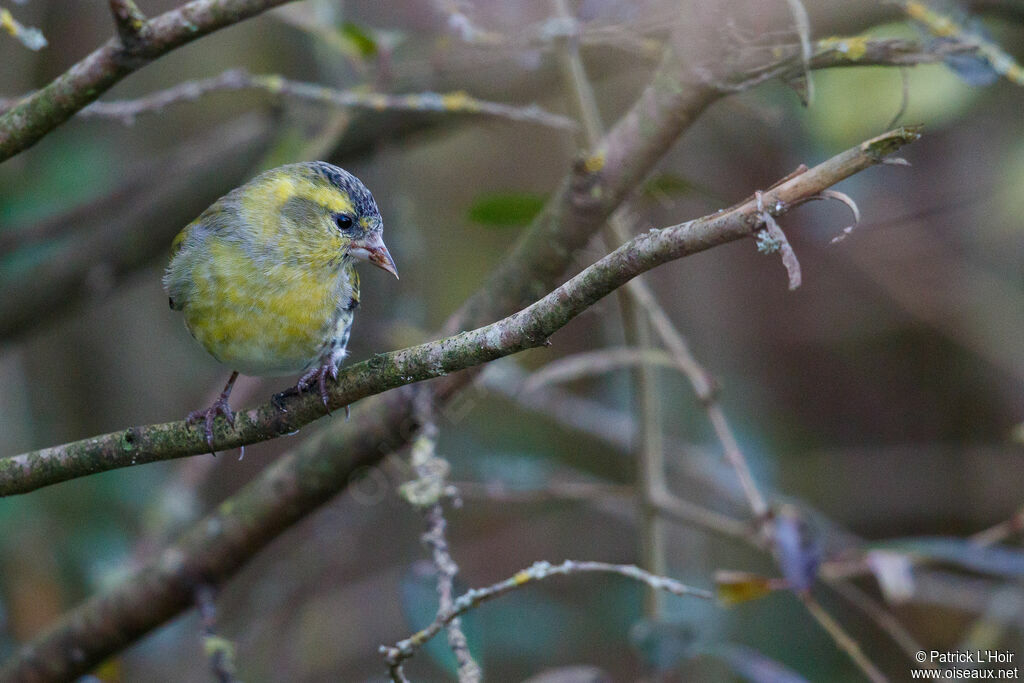 Eurasian Siskin male