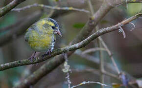 Eurasian Siskin