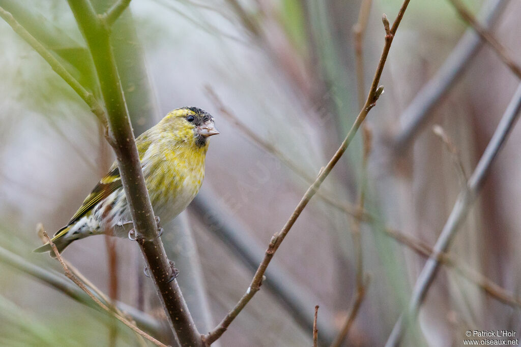 Eurasian Siskin male adult