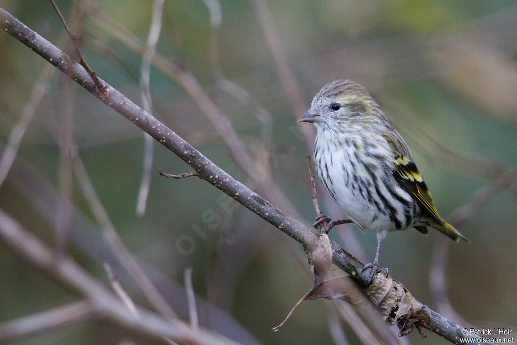 Eurasian Siskin female