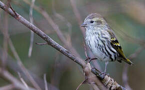 Eurasian Siskin