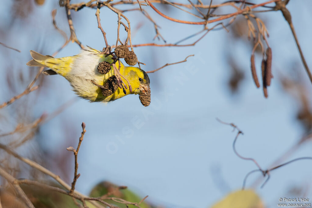 Eurasian Siskin male adult post breeding